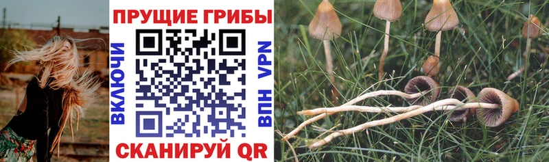 Псилоцибиновые грибы Cubensis  Колпашево 